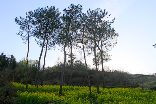 龙坝新华村CA