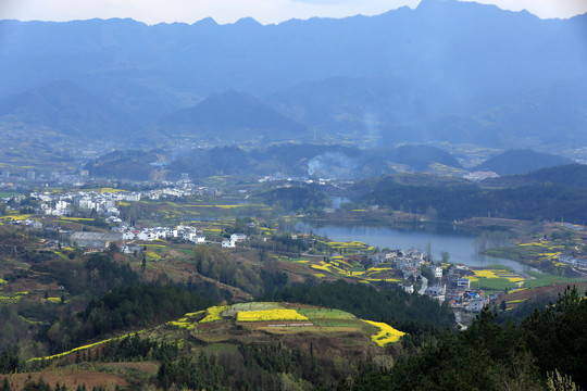 龙坝油菜花K