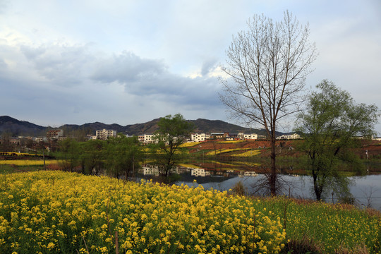 龙坝油菜花N