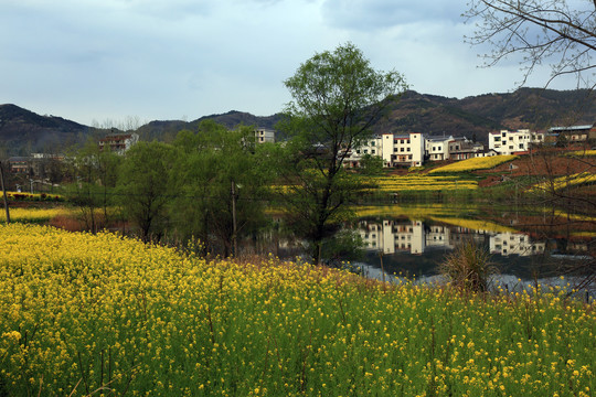 龙坝油菜花P