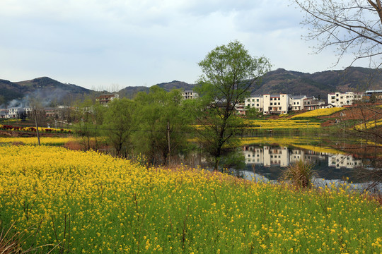 龙坝油菜花Q