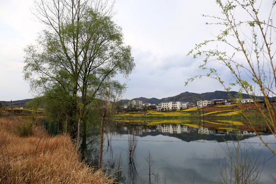 龙坝油菜花S