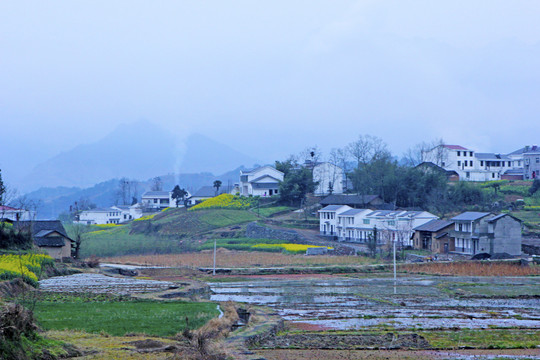 龙坝樱花A