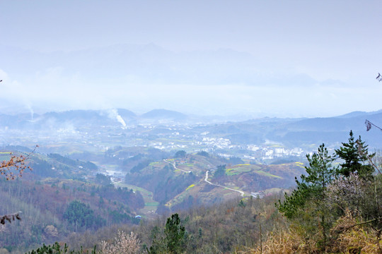 龙坝樱花B