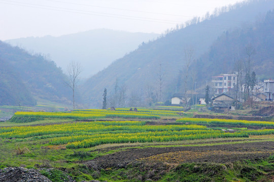 龙坝樱花C