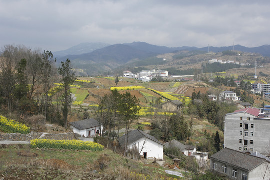 龙坝樱花D