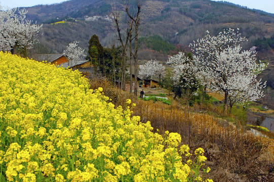 龙坝油菜BK