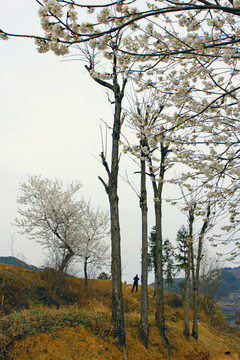 龙坝油菜BM