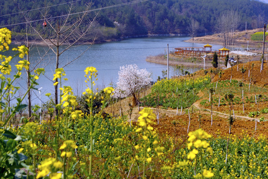 龙坝油菜O