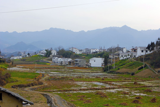 龙坝油菜T