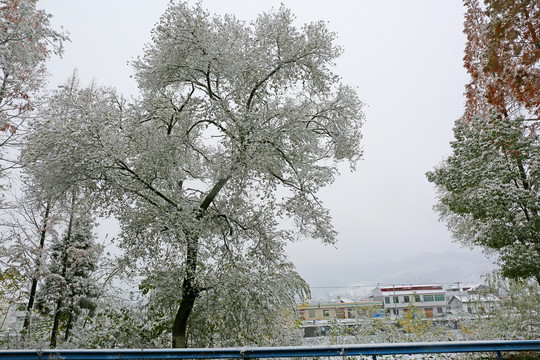 龙坝雪景C