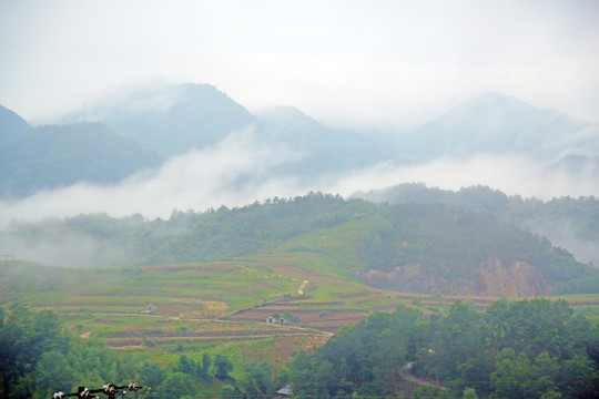 龙坝云雾BI