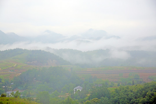 龙坝云雾BO