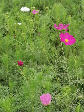 格桑花