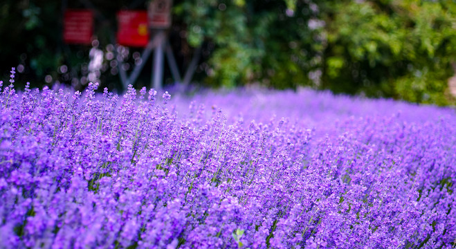 薰衣草花田