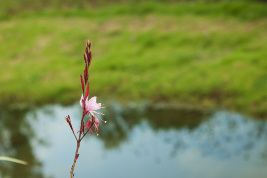 山桃草