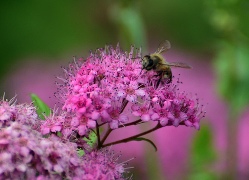 粉红色花朵上的小蜜蜂