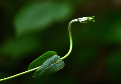 植物苗