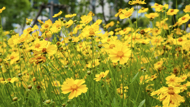 金鸡菊