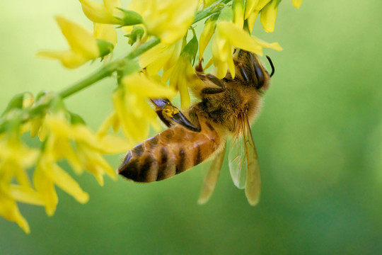 采食花蜜的蜜蜂