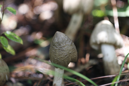 云南野生菌鸡枞菌食用菌