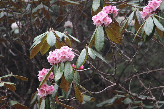 琵琶花