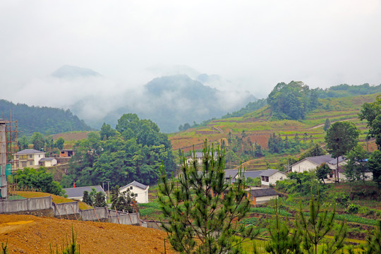 龙坝云雾CA