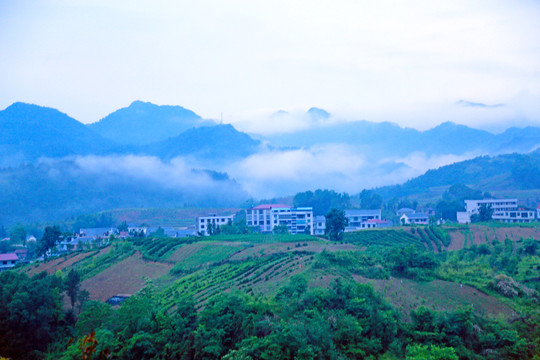 龙坝云雾M