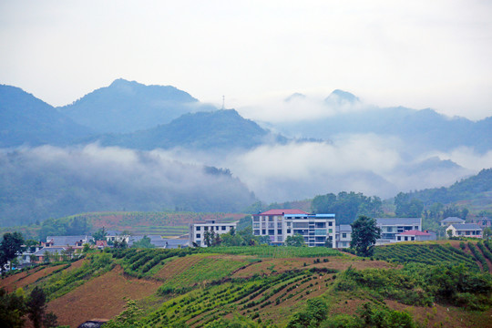 龙坝云雾O