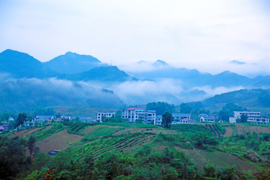 龙坝云雾Q