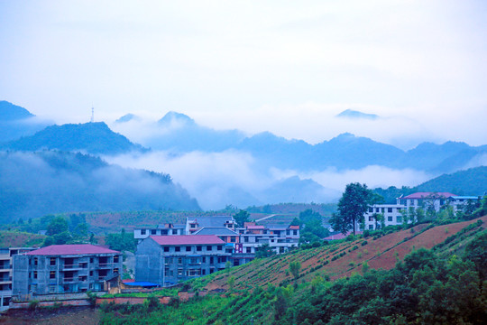 龙坝云雾T