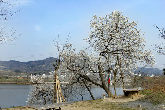 龙湖春天DA