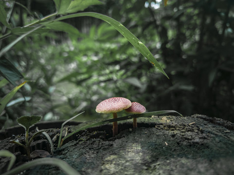小蘑菇