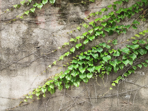 绿植与外墙