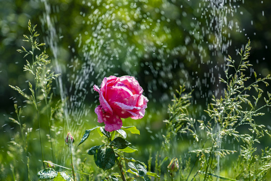 月季花