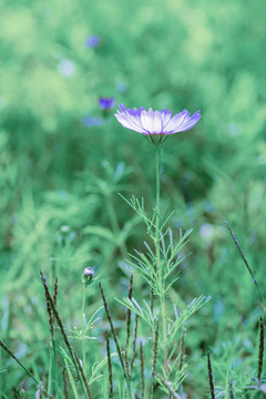 格桑花