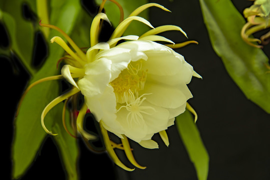昙花