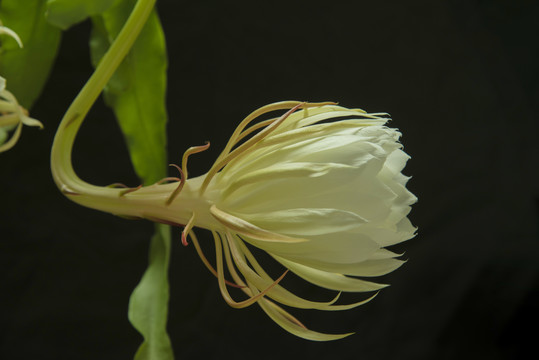 昙花