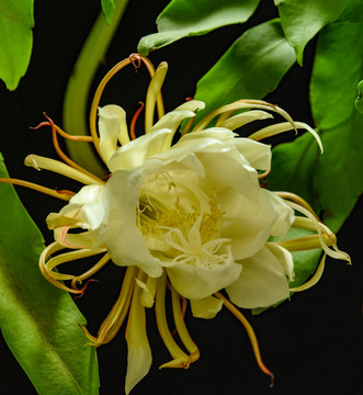 昙花