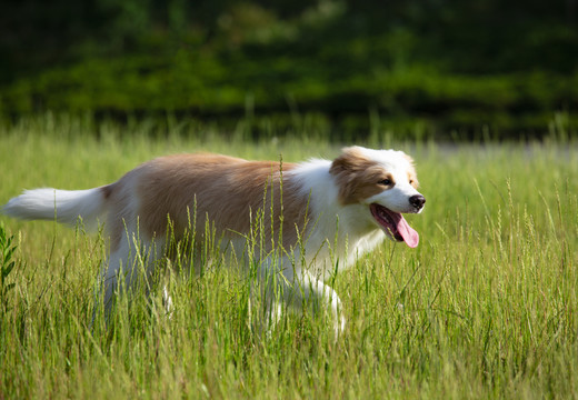 牧羊犬
