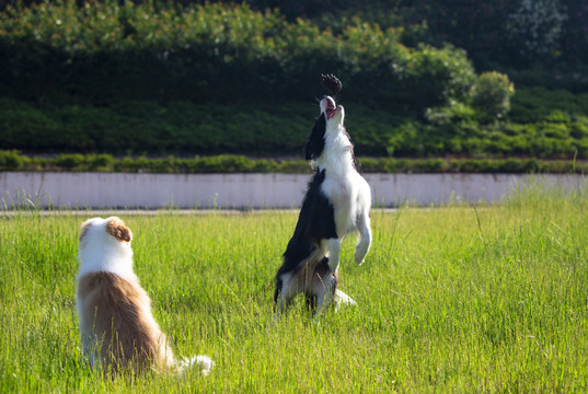 牧羊犬