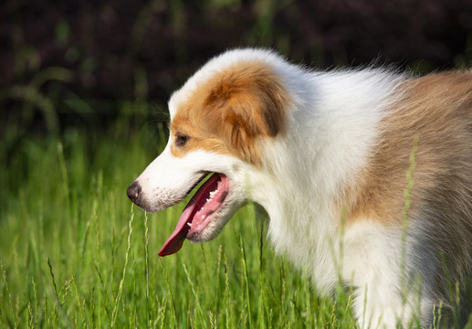 牧羊犬