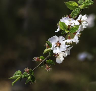 桃花