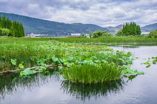 滇池湿地