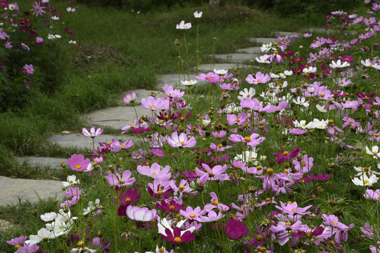 雏菊