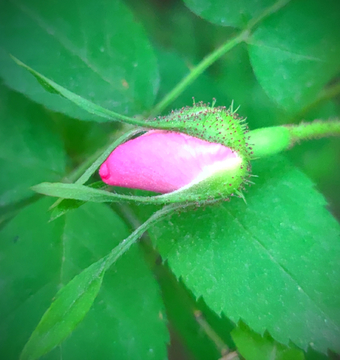 花蕾