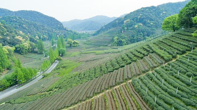 梯田茶园