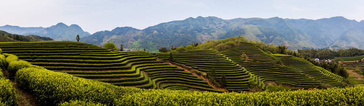 梯田茶山