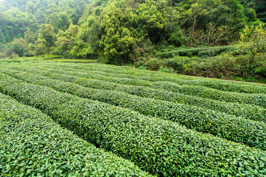 茶叶茶园