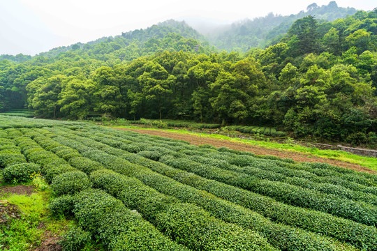 茶叶茶园